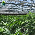220V Gutter Connected Greenhouse