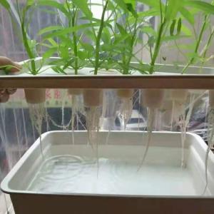 Quality Customized Hydroponic Deep Water Culture System For Medical Plants wholesale