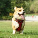 Waterproof Hi Vis Harness For Dogs LED Light Up Dog Harness XS-XL