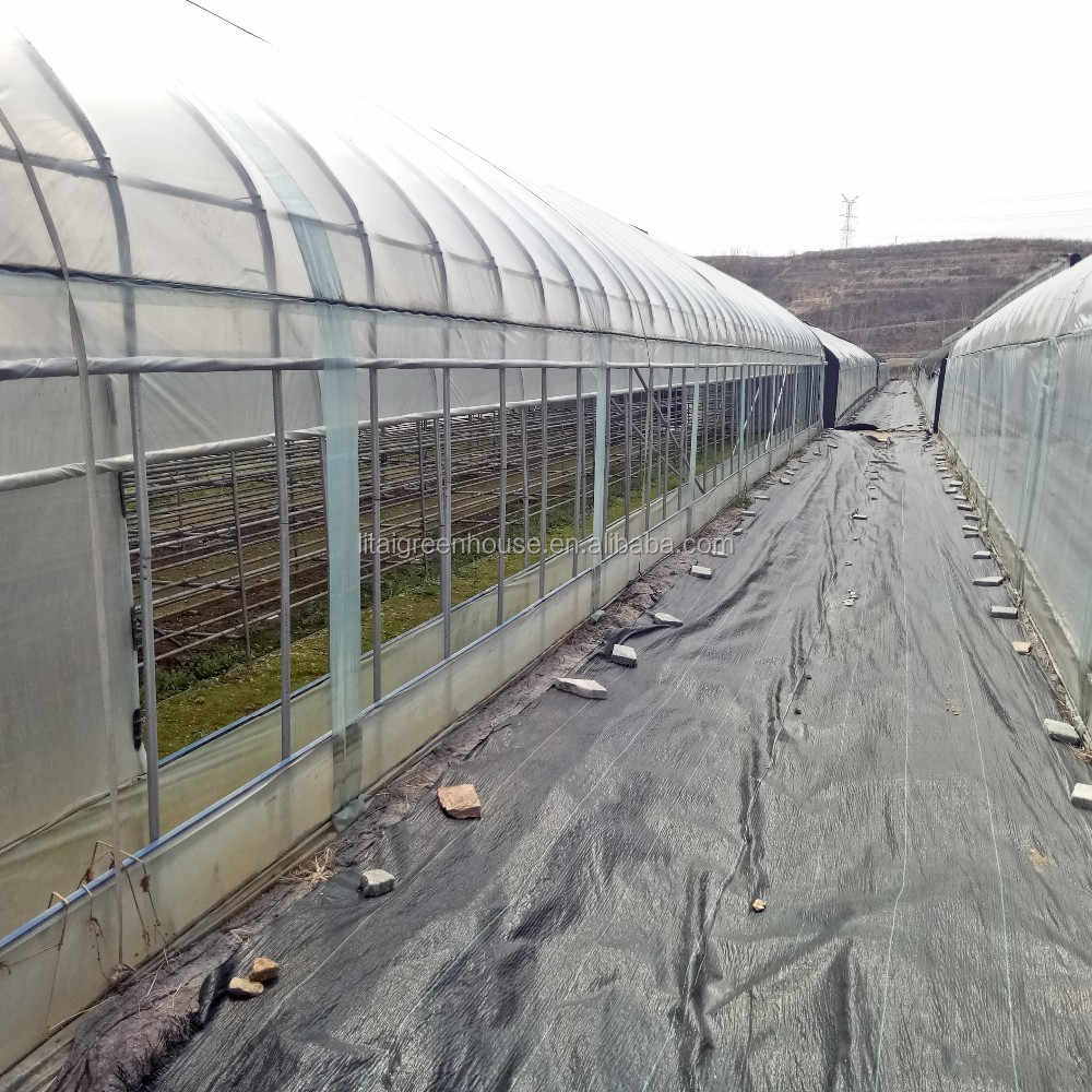 Film Covered Mushroom Cultured Greenhouse for Mushroom Cultivation and Easy Assembly