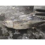Frozen Seafoods Fish 20kg Up Raw Material Yellowfin Tuna