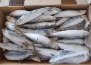 Quality Fresh 75g Sardinops Melanostictus Frozen Sardine Fish wholesale