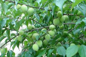 Quality Clear Chinese Green Plum Juice Concentrate, 65 brix, tart acid wholesale