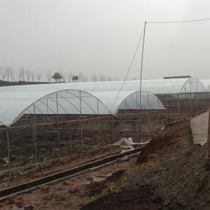 Quality Plastic Film Greenhouse Multi Span Rain Shelter Greenhouse For Plum Growing wholesale