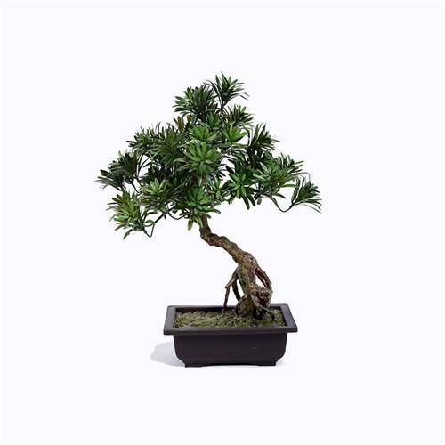Ideal Imitation Bonsai Trees Rejuvenating Lush Fronds For Harried Modern