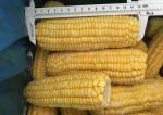 100% Fresh IQF Frozen Vegetables , High Grade Whole Sweet Sticky Corn