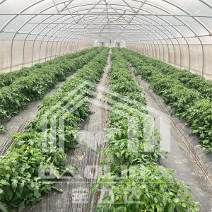 Quality Economical Tunnel Greenhouse with Side Ventilation for Plant Growth wholesale