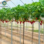 Agricultural Intelligent Strawberry Green House PC Board Greenhouse Eco Friendly