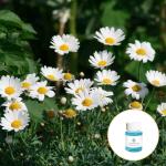 Pain Relief Pure Orgnic Chamomile Essential Oil Candle Making