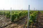2.4 Meter Steel / Iron Plant Support Posts For Grape Growing 50x30mm Section