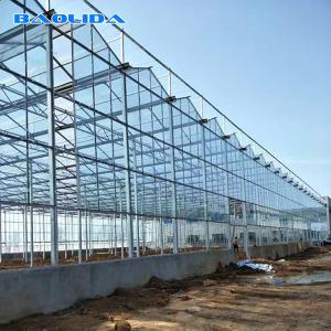 Quality Multi Span Galvanized Steel Frame Glass Covering Venlo Glass Greenhouse wholesale