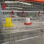 Poultry Farm Broiler Chicken Cage 3 Tiers , A Type Battery Cage For Broilers