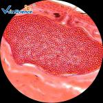 Medical School Plain Microscope Glass Slides 10pcs CE Certification