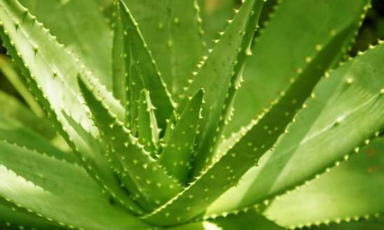aloe facial mask sheet1.jpg