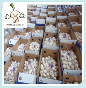 Quality SHANDONG BEST NORMAL AND PURE WHITE FRESH GARLIC wholesale