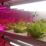 Juxiang OEM Living Vegetable Hydroponic Culture System with 40ft Container