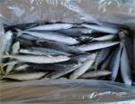 Bulk Individual Quick Frozen Pacific Round Scad