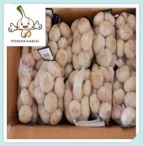 Quality Organic one bulb garlic, fresh one clove garlic, Pearl Garlic wholesale wholesale