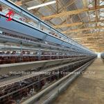 120 Birds Capacity Poultry Battery Cages Automatic A Or H Layer Farm Doris