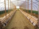 Hot-dip Galvanized Steel Poultry Film Tunnel Greenhouse Waterproof Sheep