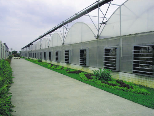 Dropping System Multi Span Greenhouse , PE Diy Hydroponic Greenhouse Gutter Height 3.0-6.0m
