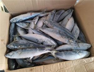 Quality OEM 200g 300g Block Quick Frozen Pacific Mackerel wholesale