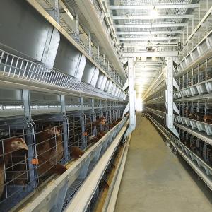 Quality Chicken Farm Q235 Automatic Poultry Feeding System dia3-6mm Wire With Dispensing wholesale