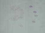C003 Ninhydrin solution