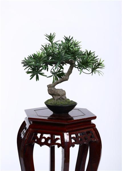 28cm Bonsai Pine Tree 100% Botanically Accurate Structure Traditionally Bright