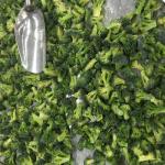 Premium IQF Frozen Vegetables / Green Broccoli Safe And Healthy Food