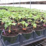 Section 4m-5m Greenhouses The Ultimate Solution for Commercial Soilless