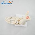 PVC Foot Joint Anatomical Skeleton Educational Model Life Size VIC-113