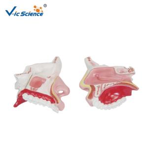Quality Vic Science Nasal Cavity Model , Human Nose Model For School Bilological Class wholesale