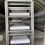 Egg Chicken Poultry Farm 3 Tiers 4 Tiers H Type Automatic Battery System Chicken