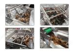 Customizable Kelp Seaweed Cleaning Cutting Machine For Sale Kelp processing