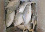 Health Golden Pomfret Fish 350G Fresh Frozen Seafood For Hotel