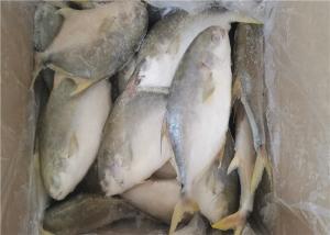 Quality Health Golden Pomfret Fish 350G Fresh Frozen Seafood For Hotel wholesale