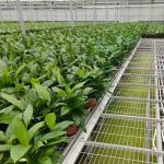 Vegetables Ebb And Flow Tray Seeding Bed Greenhouse Rolling Benches
