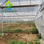 ODM Transparent Polycarbonate Plastic Film Greenhouse Side Top Ventilation