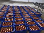 2TPH Tomato Paste Processing Line