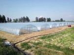 Tunnel Cover Reinforced Clear Poly Sheeting Polyethylene Film Greenhouse