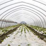 Steel Frame Polyethylene Film Singlespan Greenhouse For Agriculture Farming