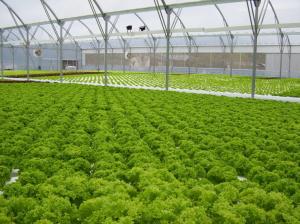 Quality Vegetable Commercial Hydroponic Greenhouse / NFT Greenhouse Less Pests Diseases wholesale