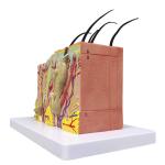 Biology Teaching 35 Times Enlarged Human Anatomy Skin Tissue Structure Model