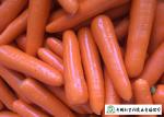Japan Standard Fresh Organic Carrots Own Plantation Supply To Supermarket