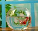hand blow glass terrarium fish tank decoration glass container 10cm diameter and