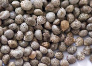 Quality Big Packing Type Gray Perilla Seeds , Organic Agricultural Products For Oil wholesale