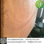 Sapele/sapelli plywood