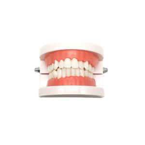 Quality Tooth Model Dental Functional Appliance Teaching Denture Oral Model wholesale