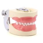 Detachable 24pcs Children Dental Teeth Model Resin Made Training Kids Teeth